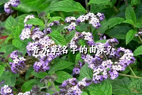 香水草名字的由来？