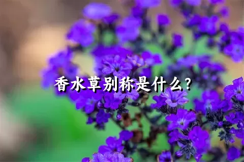 香水草别称是什么？