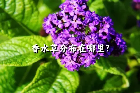 香水草分布在哪里?