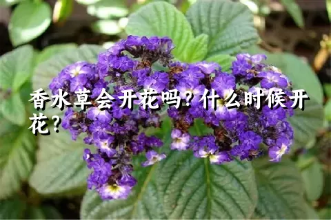 香水草会开花吗？什么时候开花？