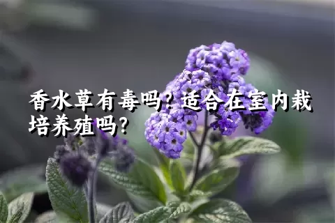 香水草有毒吗？适合在室内栽培养殖吗？