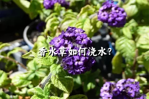 香水草如何浇水？