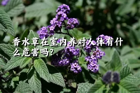 香水草在室内养对人体有什么危害吗？