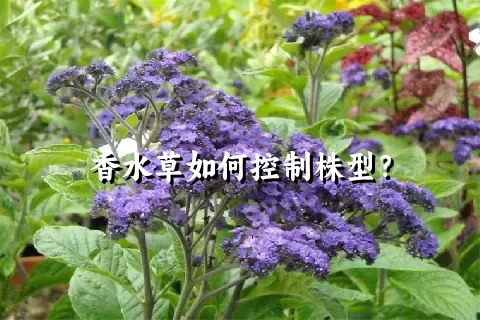 香水草如何控制株型？