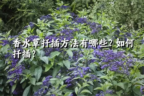 香水草扦插方法有哪些？如何扦插？