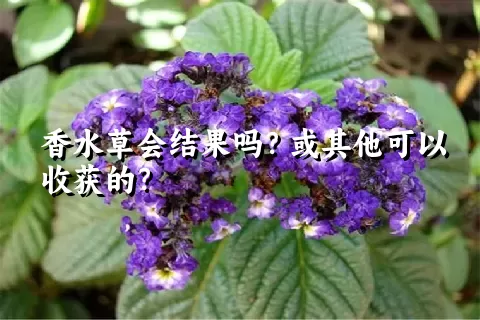 香水草会结果吗？或其他可以收获的？