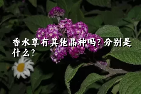 香水草有其他品种吗？分别是什么？