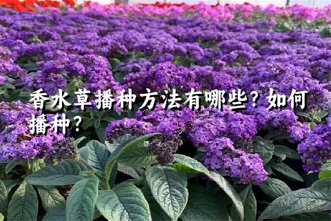 香水草播种方法有哪些？如何播种？