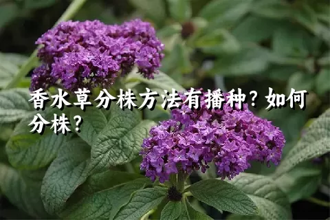 香水草分株方法有播种？如何分株？