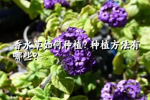 香水草如何种植？种植方法有哪些？