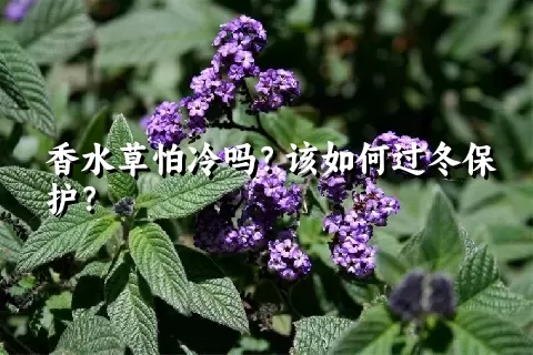 香水草怕冷吗？该如何过冬保护？