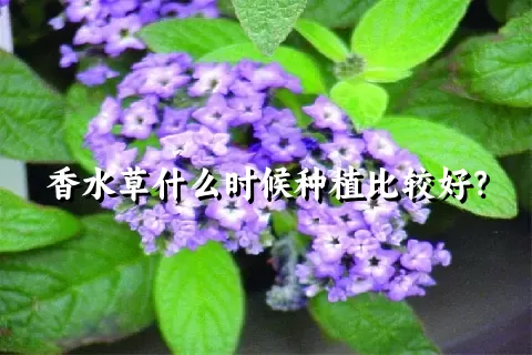 香水草什么时候种植比较好？