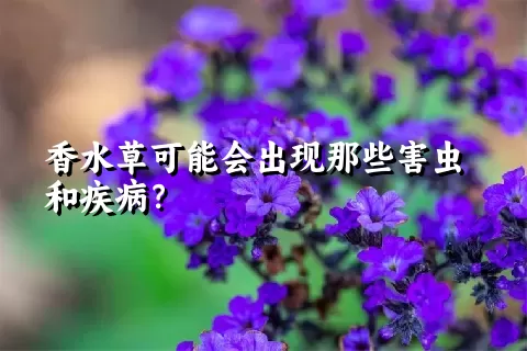 香水草可能会出现那些害虫和疾病？