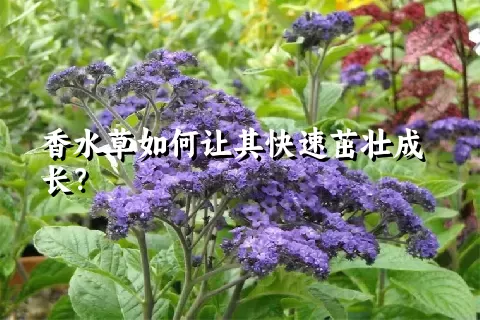 香水草如何让其快速茁壮成长？