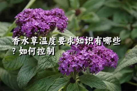 香水草温度要求知识有哪些？如何控制