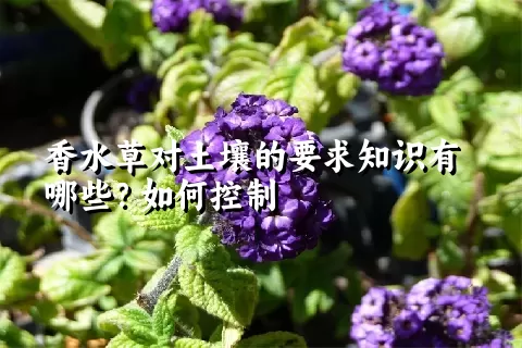 香水草对土壤的要求知识有哪些？如何控制