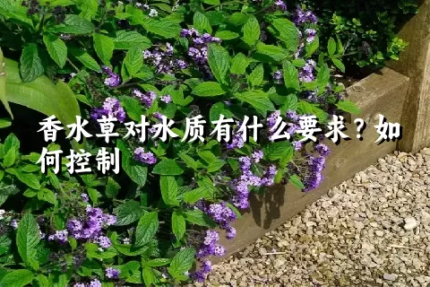 香水草对水质有什么要求？如何控制