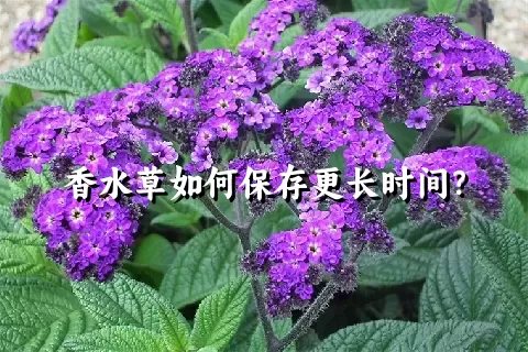 香水草如何保存更长时间？