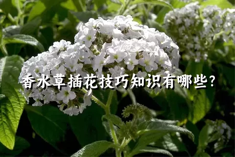 香水草插花技巧知识有哪些？