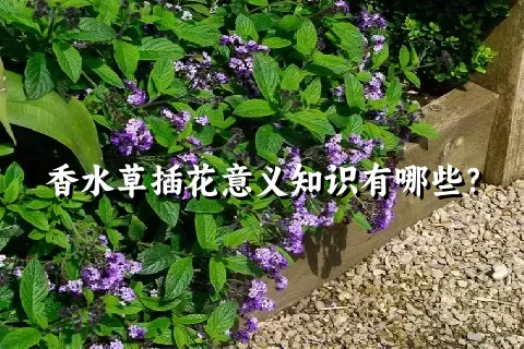 香水草插花意义知识有哪些？