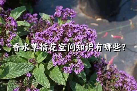 香水草插花空间知识有哪些？