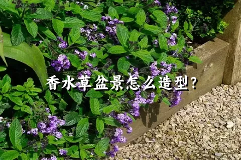 香水草盆景怎么造型？