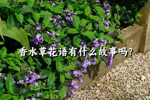 香水草花语有什么故事吗？