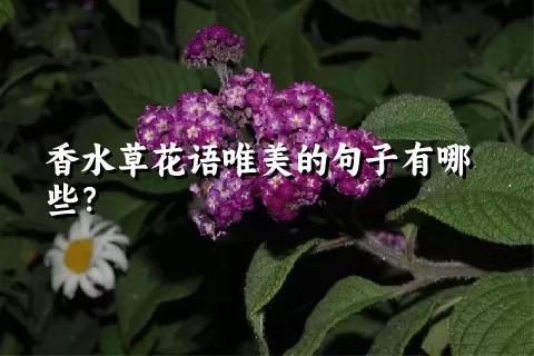 香水草花语唯美的句子有哪些？