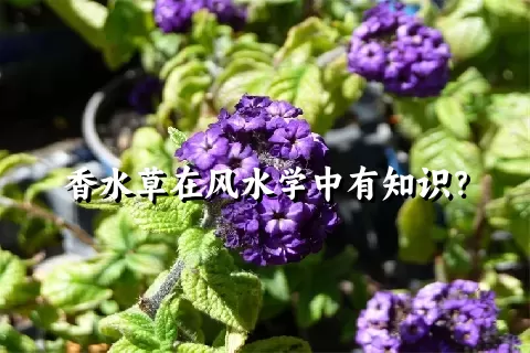 香水草在风水学中有知识？