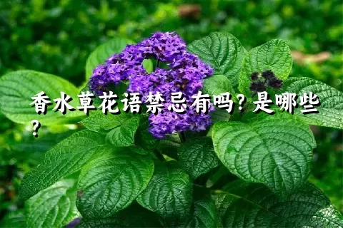 香水草花语禁忌有吗？是哪些？