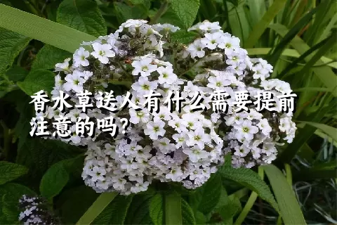 香水草送人有什么需要提前注意的吗？