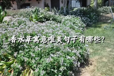 香水草寓意唯美句子有哪些？