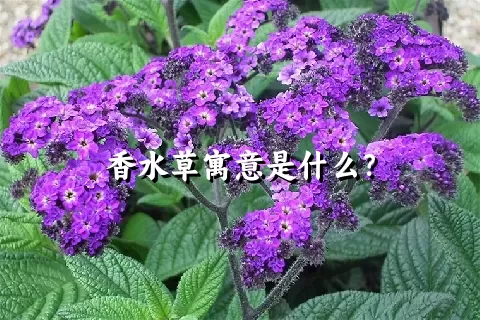 香水草寓意是什么？