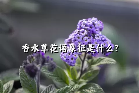 香水草花语象征是什么？