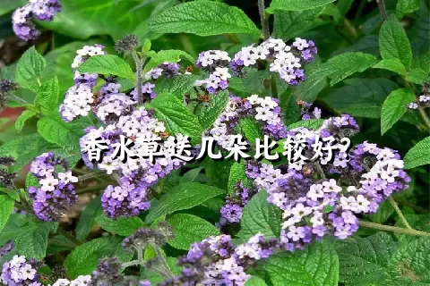 香水草送几朵比较好？