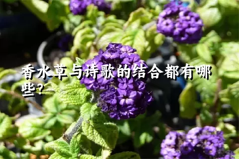 香水草与诗歌的结合都有哪些？