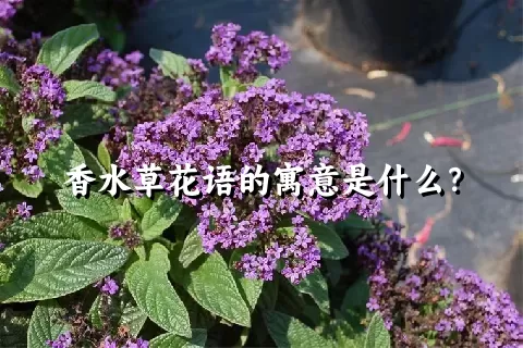 香水草花语的寓意是什么？