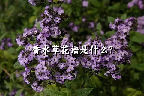 香水草花语是什么？