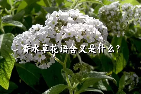 香水草花语含义是什么？