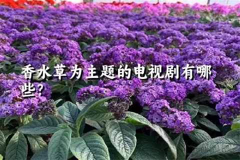 香水草为主题的电视剧有哪些？