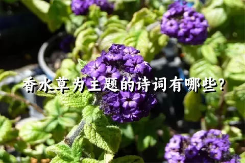 香水草为主题的诗词有哪些？