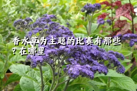 香水草为主题的比赛有那些？在哪里