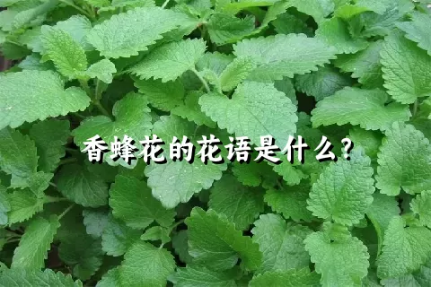 香蜂花的花语是什么？