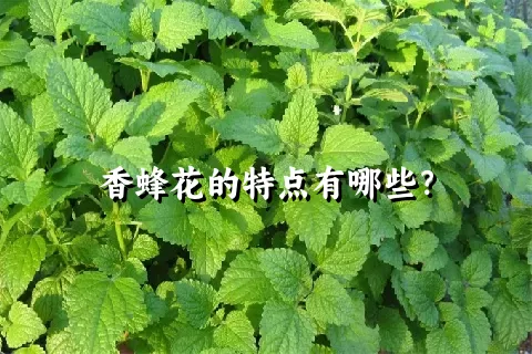 香蜂花的特点有哪些？