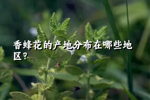 香蜂花的产地分布在哪些地区？