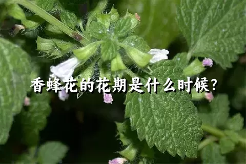 香蜂花的花期是什么时候？