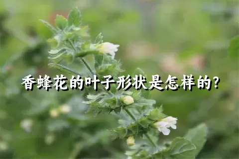 香蜂花的叶子形状是怎样的？