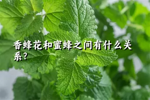 香蜂花和蜜蜂之间有什么关系？