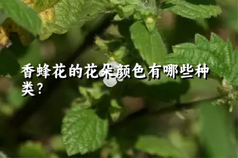 香蜂花的花朵颜色有哪些种类？