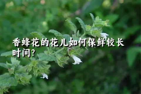 香蜂花的花儿如何保鲜较长时间？